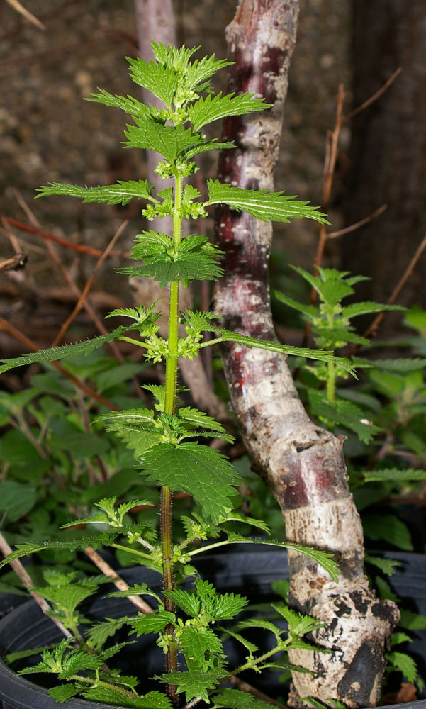 Urtica urens / Ortica minore